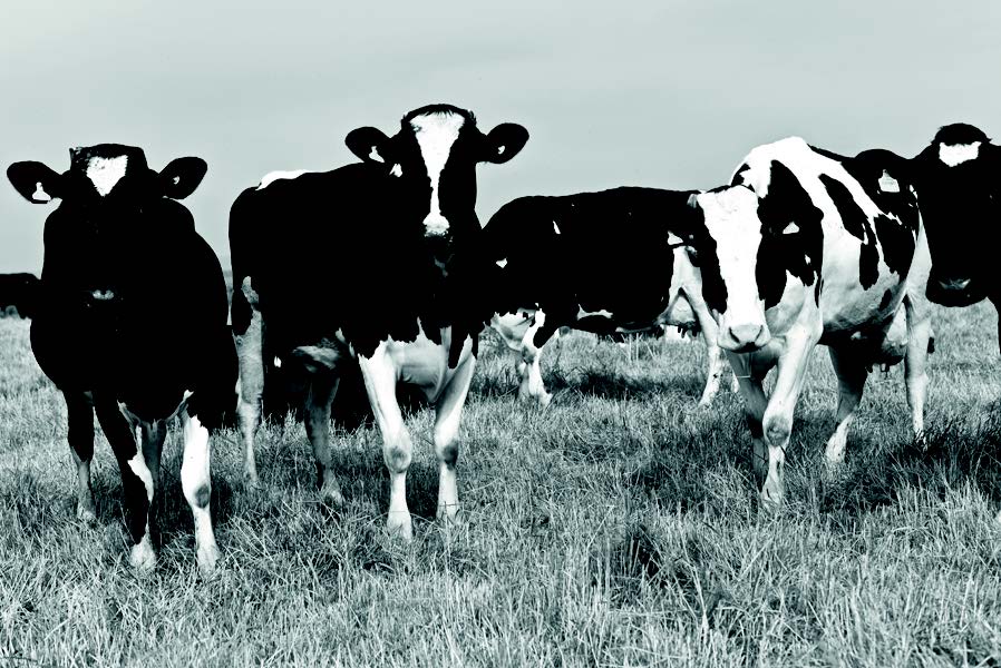 Longmans history photo showing five cows in a field looking at camera.