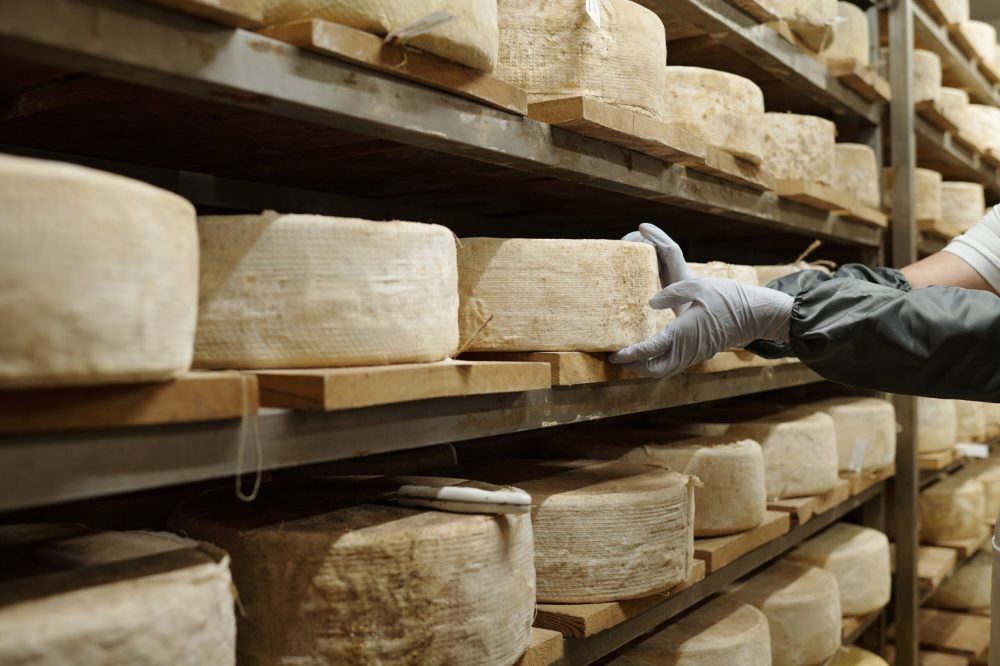 Hand examining wheels of cheese aging in wooden shelves in storage room. Cheese arranged in rows for consistent quality check during maturation process